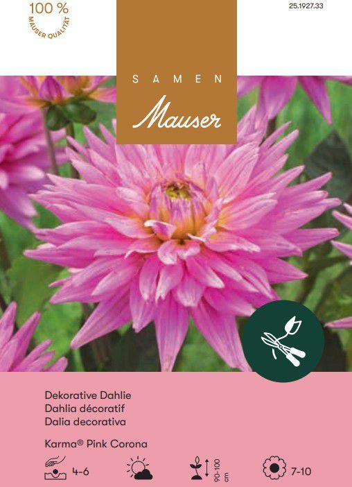 Produktbild Samen Mauser Karma-Dahlie Pink CoronaSchnittdahlien (Blumensamen)