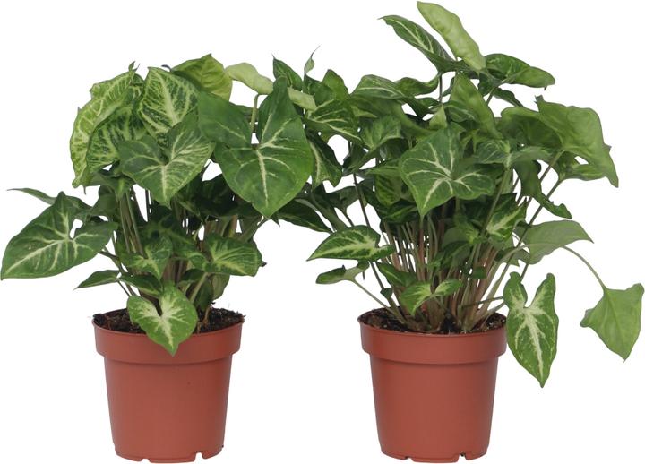 Produktbild Plant in a Box Syngonium 'Pixie' - 2er Set Zwerg-Arrowhead (25 cm)