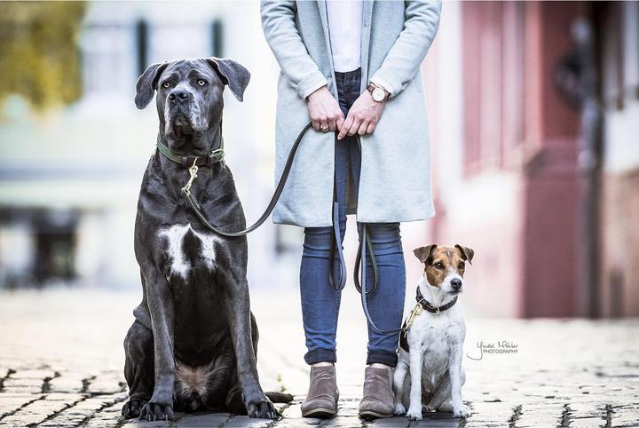 Produktbild Kentucky Dogwear Geknüpfte Nylon Hundeleine (L, Hund)