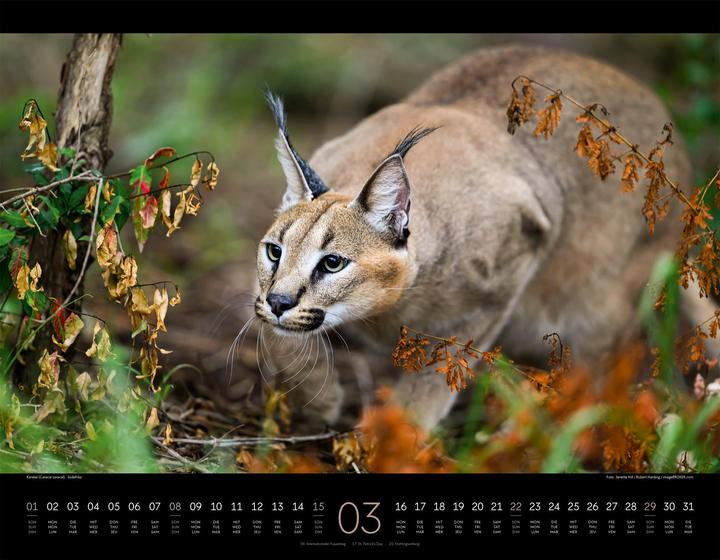 Image du produit Königreich der Katzen Kalender 2026 (54 x 42 cm, Anglais, Français, Allemand)