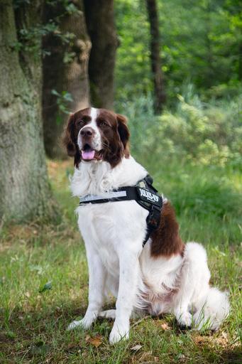 Actual product image Julius-K9 Idc (2, Dog, Work, Dog sport, Jogging, Walks)