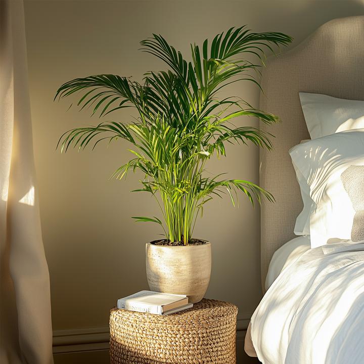 Produktbild Plant in a Box Dypsis Lutescens - 2er Set Areca Goldfruchtpalme (60 cm)