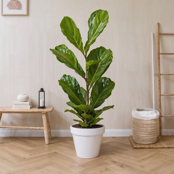Produktbild Plant in a Box Ficus Lyrata - Geigenpflanze (100 cm)