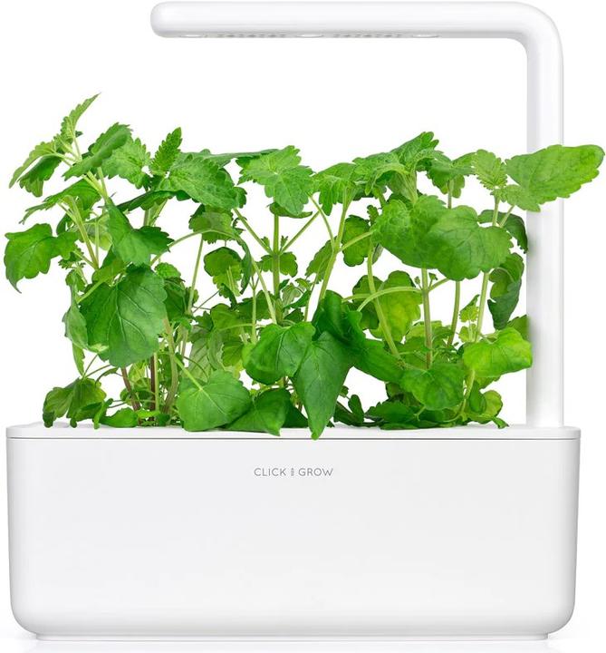 Actual product image Click and Grow Catnip (Herb seeds)