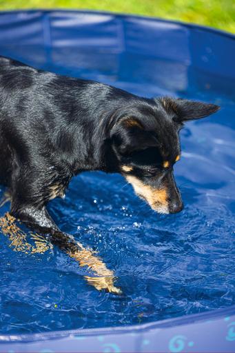 Immagine prodotto Beeztees Piscina per cani (Piscina per cani)