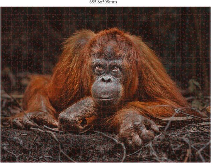 Produktbild Merchant Ambassador Wildtiere Blickkontakt Donal Boyd (1000 Teile)