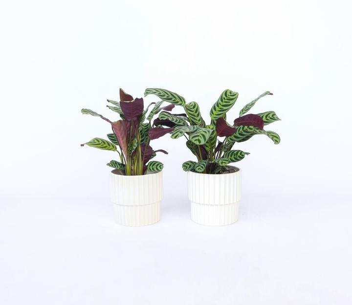 Image du produit Plant in a Box Ctenanthe burle-marxii (25 cm)