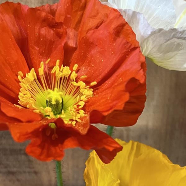Produktbild Säntispracht 2 er Set, Der insektenliebende Islandmohn - Papaver nudicaule MIX (40 cm)