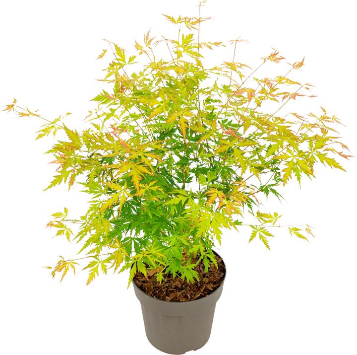 Produktbild Plant in a Box Acer Palmatum 'Orange Lace' - Ahorn Baum (60 cm)