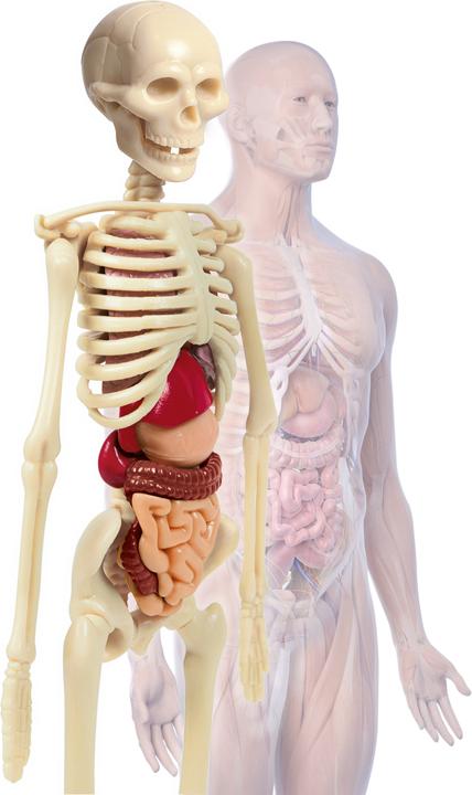 Actual product image Clementoni Human bodies