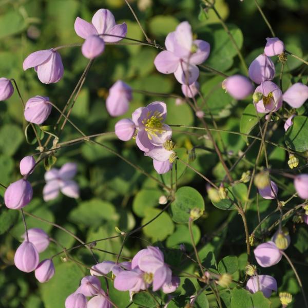 Image du produit Säntispracht Le Thalictrum delavayi 'Splendide' est une plante de grande taille. (120 cm)