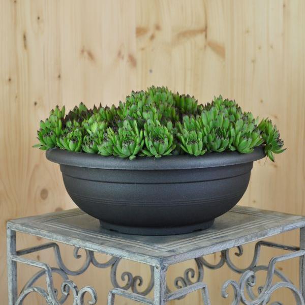 Produktbild Säntispracht Der robuster Hauswurz - Sempervivum (10 cm)