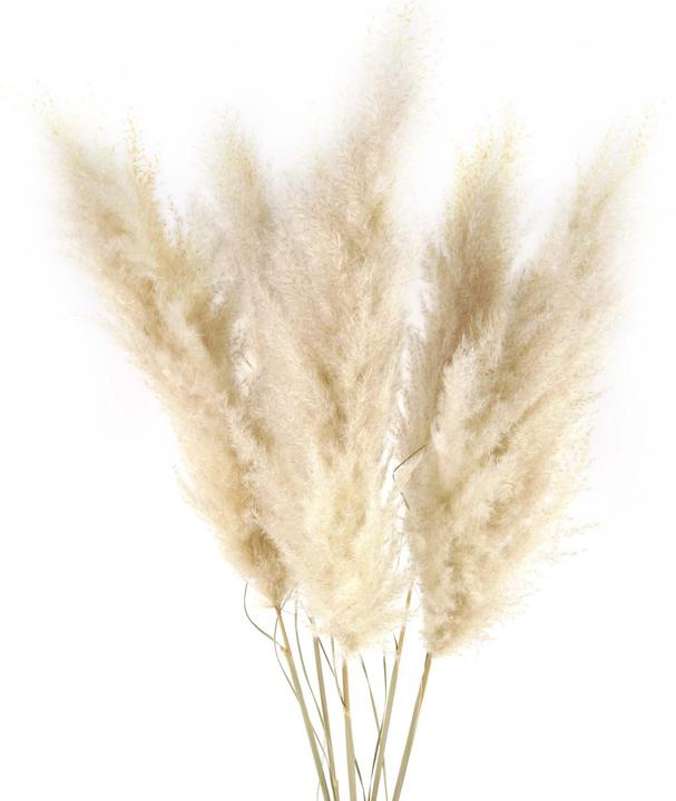 Geschenkkörbe CH Erba della pampa (Erba della pampa)