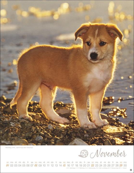 Produktbild Hundekinder Posterkalender 2026 (34 x 44 cm, Harter Einband, Deutsch)
