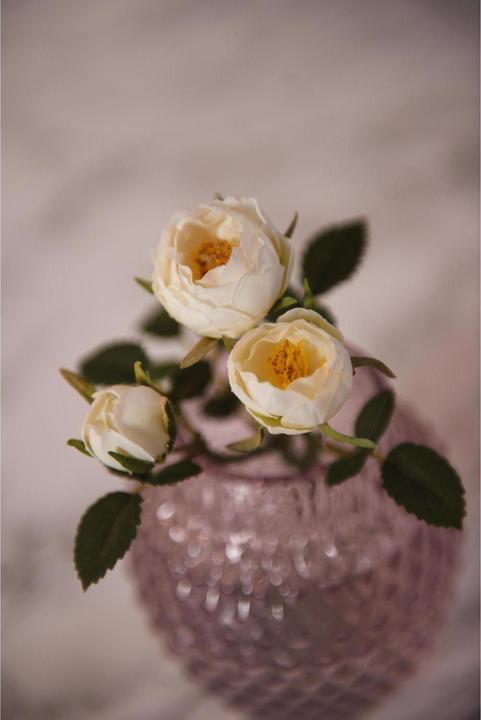 Produktbild Leonardo Rose (3.90 cm)