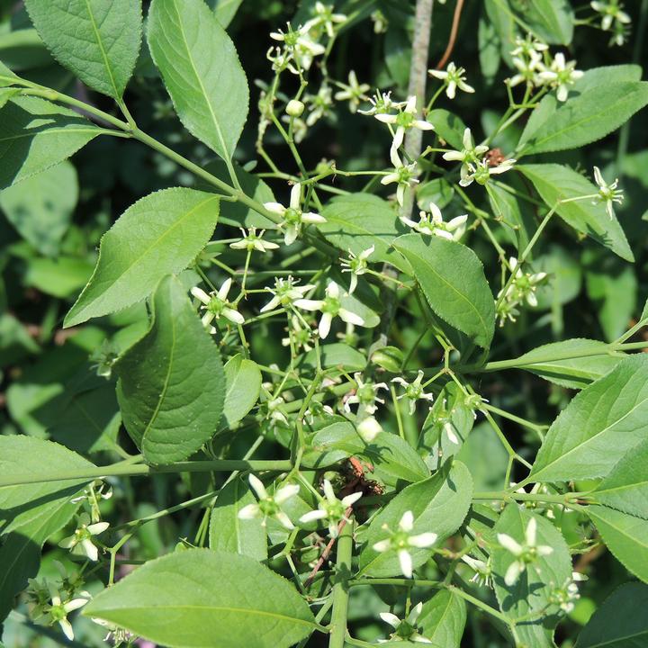 Produktbild Zulauf Pfaffenhütchen / Euonymus europaeus (80 cm)