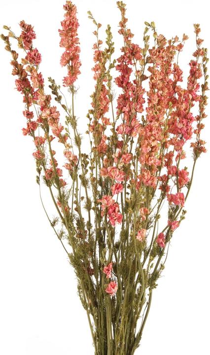 Geschenkkörbe CH Delphinium, Delphinium fiori secchi, rosa naturale (Fiori secchi)