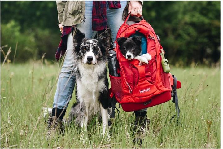 Actual product image Kurgo G-Train K9 (Dog, Safety closure)