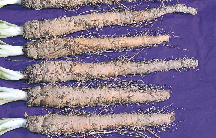 Produktbild Zollinger Bio Haferwurz (Salsify) (Keimlinge)
