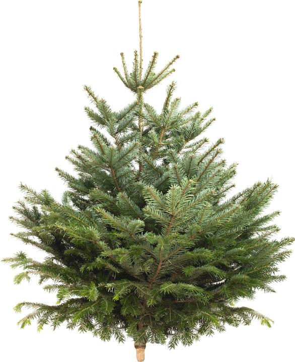 Fresca-Plant Nordmanntanne (150 cm)