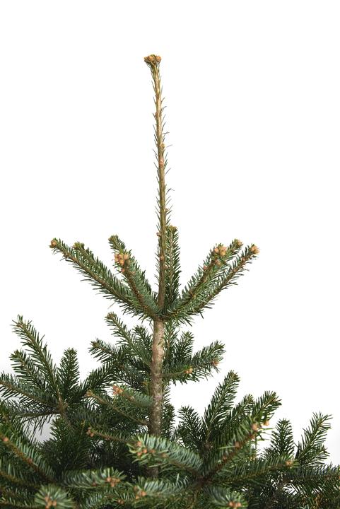 Actual product image Fresca-Plant Nordmann fir (150 cm)