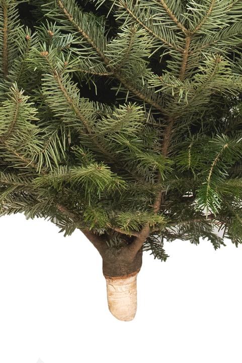 Actual product image Fresca-Plant Nordmann fir (150 cm)