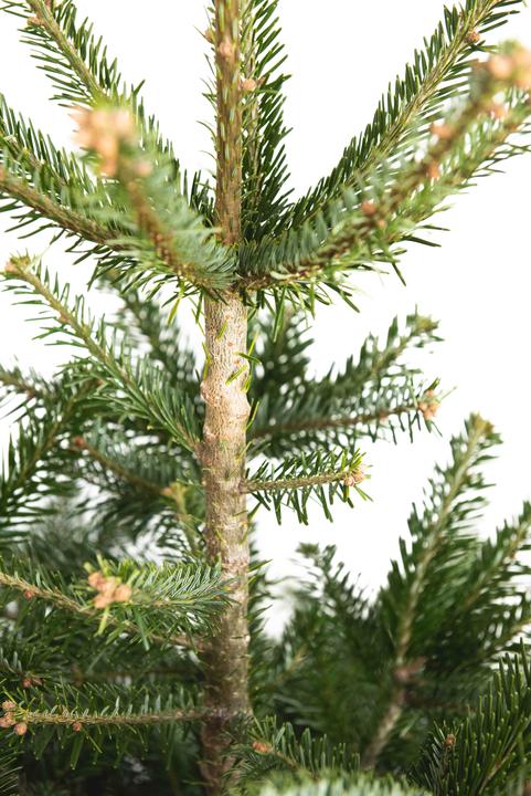 Actual product image Fresca-Plant Nordmann fir (150 cm)