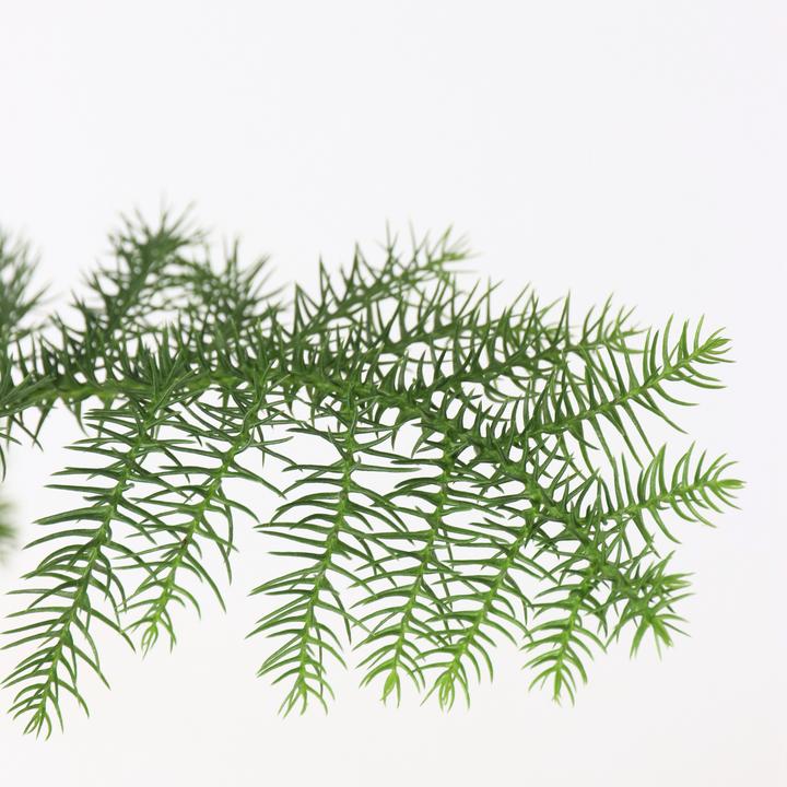 Produktbild Plant in a Box Araucaria Heterophylla - Norfolk Island pine (45 cm)