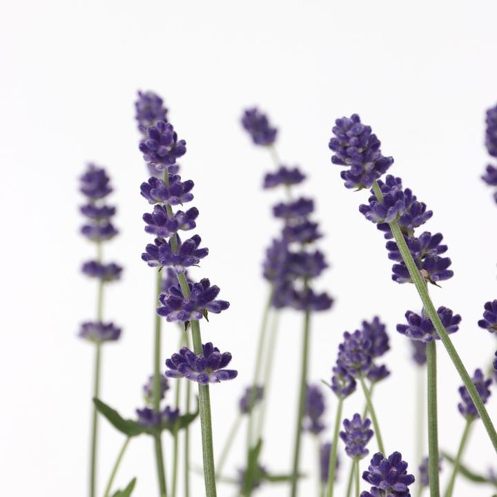 Immagine prodotto Plant in a Box Lavandula angustifolia - set di 6 piante di lavanda (10 cm)