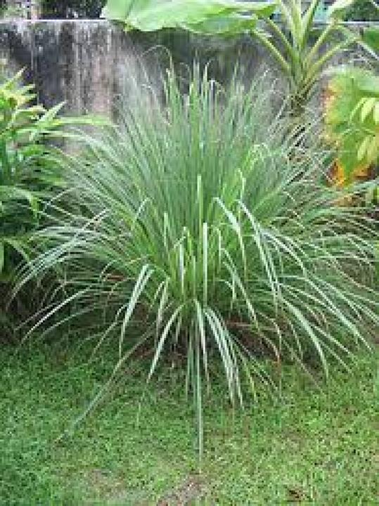 Tropica Citronnelle (Graines d'herbes aromatiques)