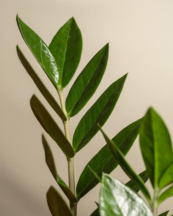 Immagine prodotto feey Piuma fortunata (55 cm, Appena rinvasata)