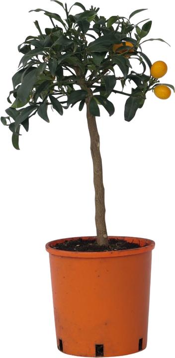 Produktbild Plant in a Box Citrus microcarpa fortunella Kumquat (60 cm)