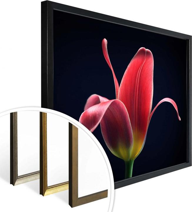 Immagine prodotto Trenddeko Primo tulipano (120 x 100 cm)