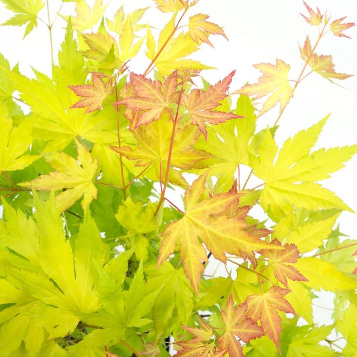 Produktbild Plant in a Box Acer Palmatum 'Orange Lace' - Ahorn Baum (60 cm)