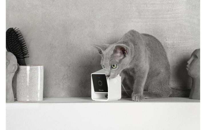 Actual product image Petcube Pet Camera (Catmint toy)