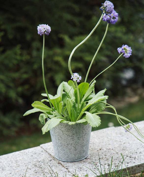 Immagine prodotto Esmée Vaso da fiori / fioriera Orient, lamiera (16 cm)