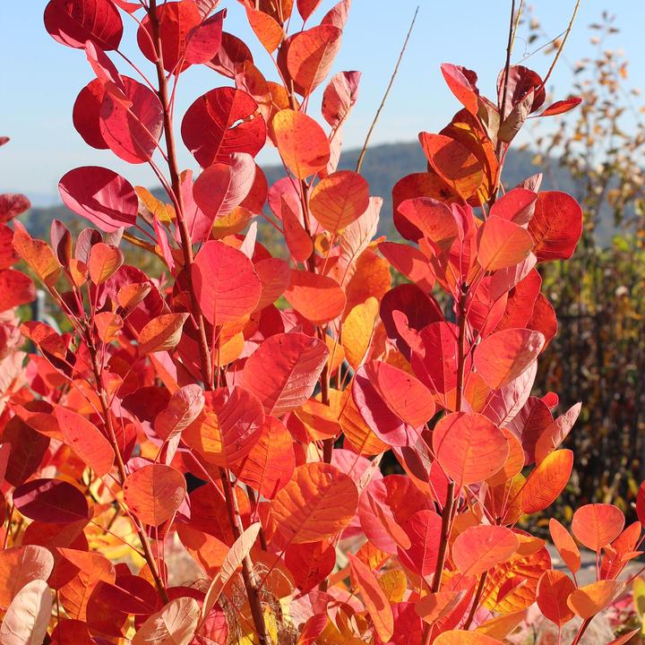 Produktbild Zulauf Perückenstrauch / Cotinus cog. 'Young Lady' (70 cm)