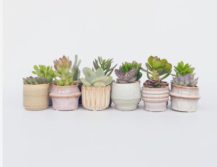 Actual product image Plant in a Box Succulents - Echeveria Crassula - Mix of 12 succulents (5 cm)