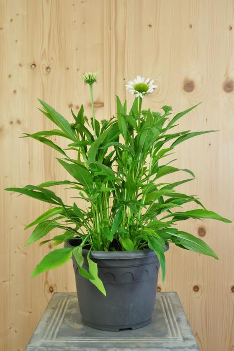 Produktbild Säntispracht Die altbekannte Heilpflanze, der Schein-Sonnenhut - Echinacea purpurea (70 cm)