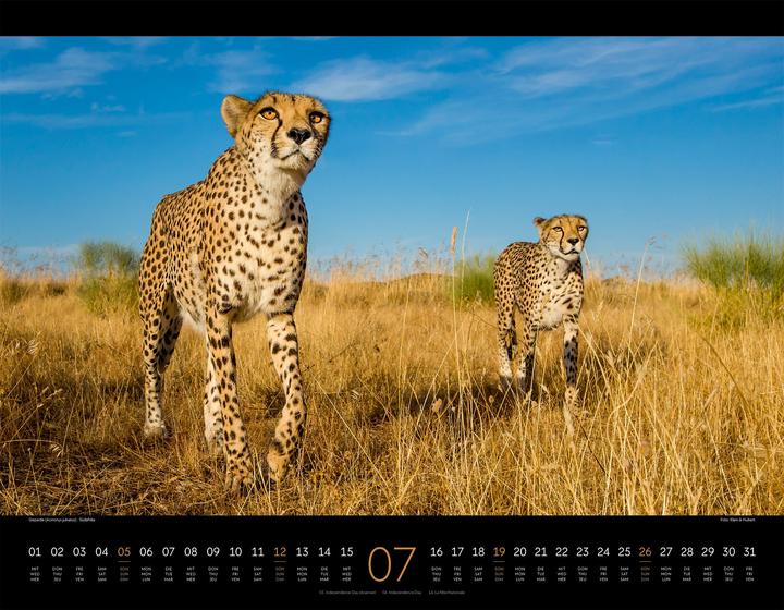 Image du produit Königreich der Katzen Kalender 2026 (54 x 42 cm, Anglais, Français, Allemand)