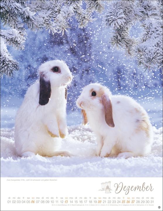 Image du produit Kaninchenkinder Posterkalender 2026 (34 x 44 cm, Couverture rigide, Allemand)