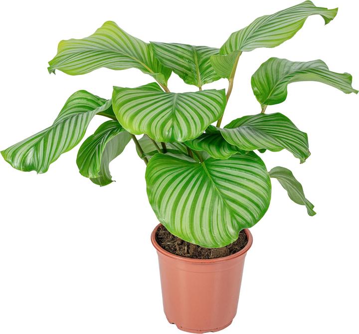 Produktbild Flowerbox Korbmarante Ornata - Calathea Orbifolia (60 cm)