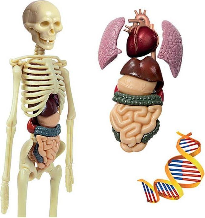 Actual product image Clementoni Human bodies