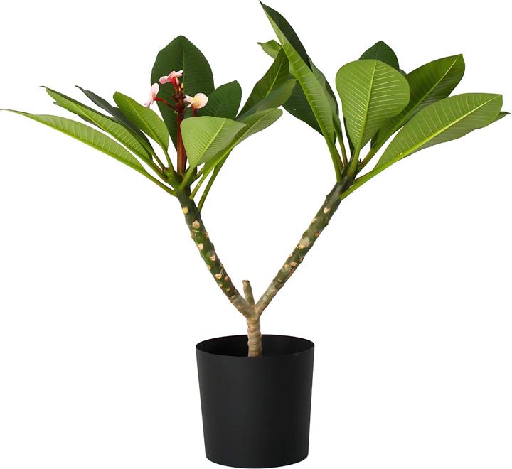 Produktbild Plant in a Box Plumeria Frangipani - Hawaii pflanze (55 cm)