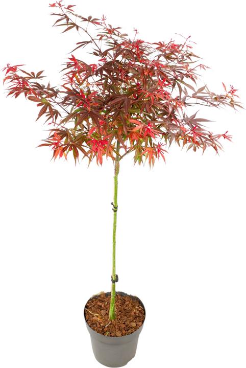 Produktbild Plant in a Box Acer palmatum 'Shaina' - Japanischer Ahorn (80 cm)