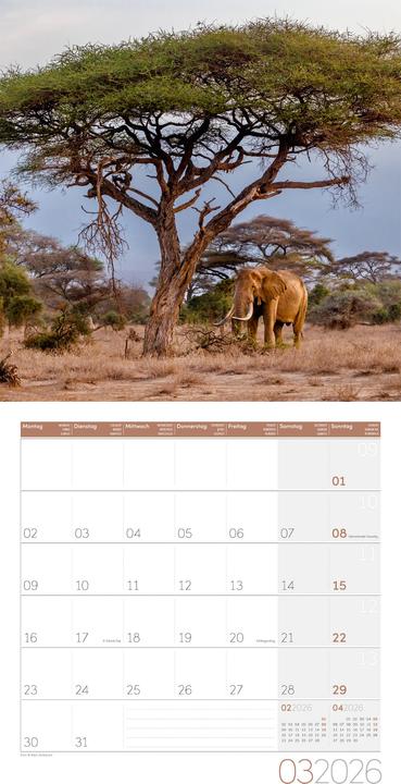 Actual product image Elefanten Kalender 2026 - 30x30 (30 x 30 cm, Hardcover, German, French, Italian, English)