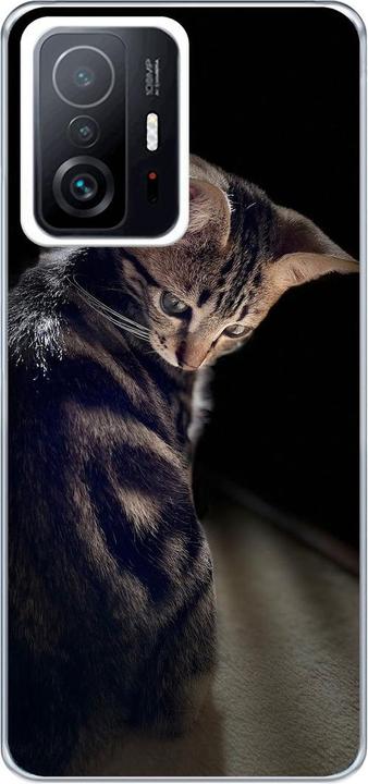 Young cat