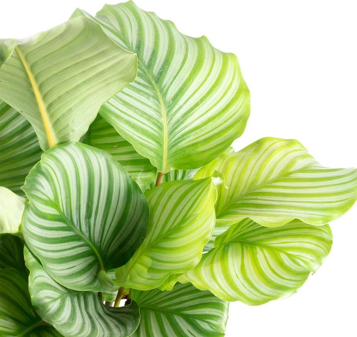 Produktbild Flowerbox Korbmarante Ornata - Calathea Orbifolia (60 cm)