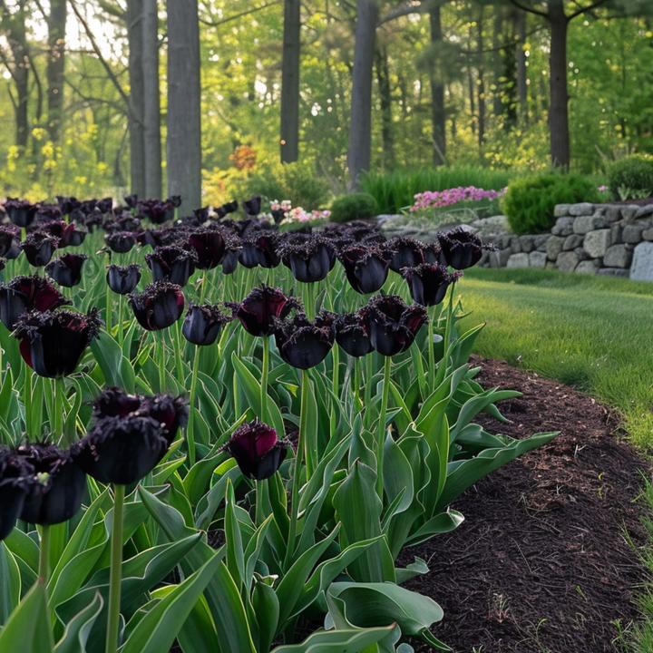 Actual product image Plant in a Box Tulipa Black Parrot - Set of 21 tulips (10 cm)