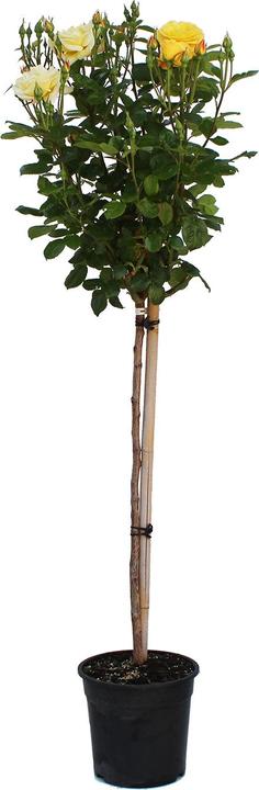 Image du produit Zulauf Floribundarose / Rosa 'Arthur Bell' (100 cm)